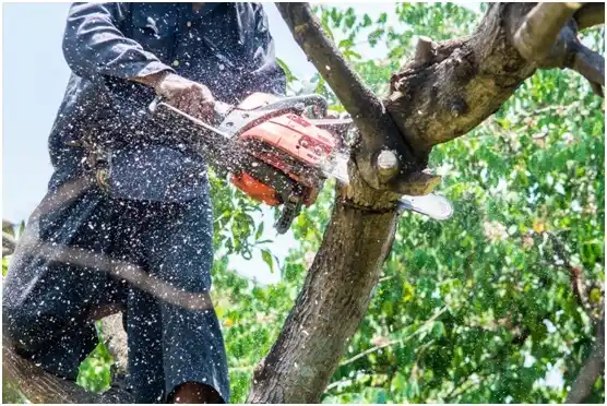 tree services Lowell